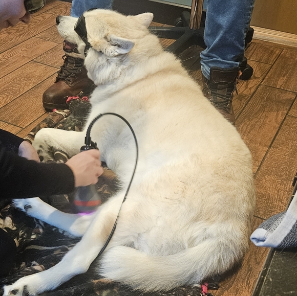 All Paws On Deck Show - Picture 5 of 15